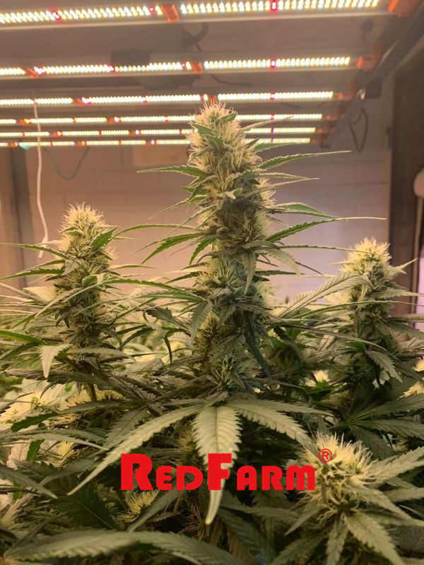 900W 1000W UV IR LED phát triển ánh sáng IP65 cho trang trại khí canh 5